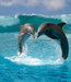 dolphingirl24416 avatar