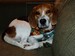 beagles002 avatar