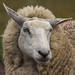 Sheeplady avatar